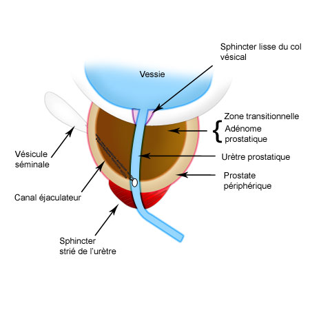 Urètre masculin — Wikipédia