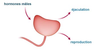 Explications physiologiques