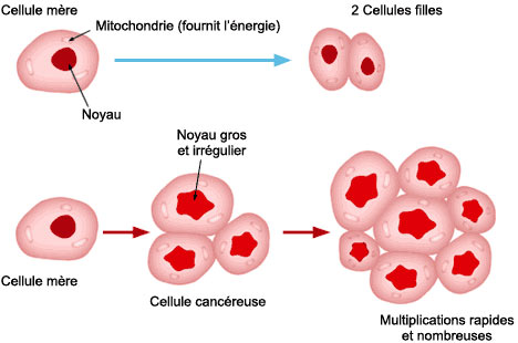 Mécanisme du cancer de la prostate