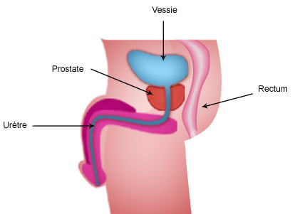 La prostate : Généralités