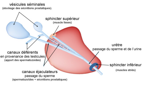 Urètre féminin et masculin : rôle, symptômes, maladies