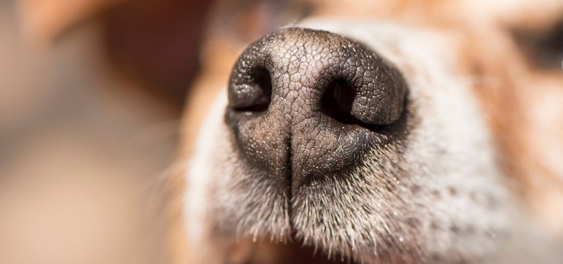 Cancer de la prostate : vers un dépistage grâce aux chiens ?